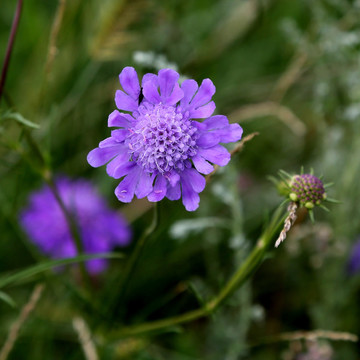 華北藍(lán)盆花
