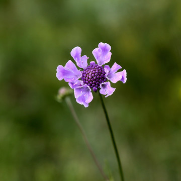 華北藍(lán)盆花