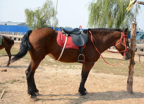 馬