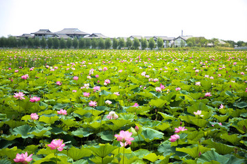 荷花滿池
