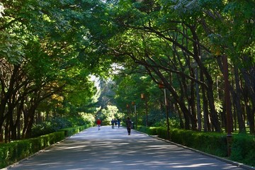 林蔭道