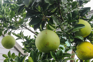 枝頭青果