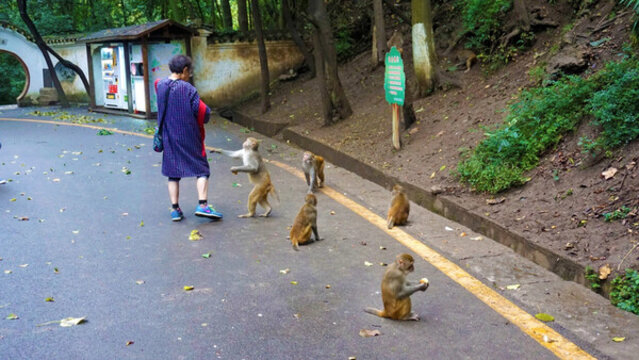 小獼猴與自愿者
