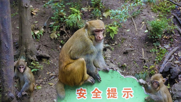 小精靈