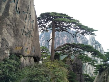 黃山迎客松