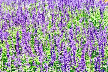 薰衣草