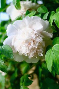 牡丹花