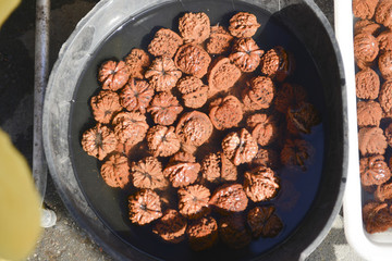 文玩核桃