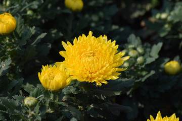 菊花