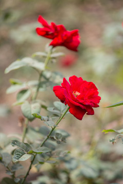 月季花