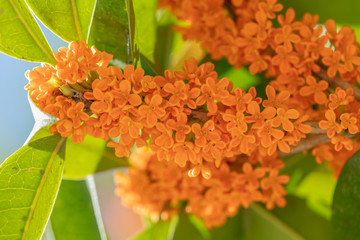 桂花樹