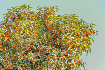 桂花樹