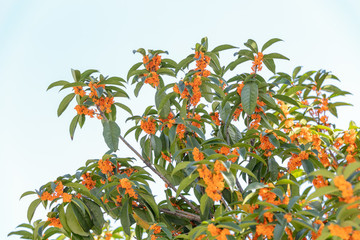 桂花樹