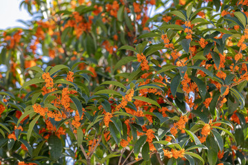桂花樹(shù)