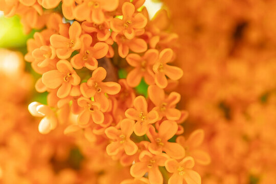 桂花