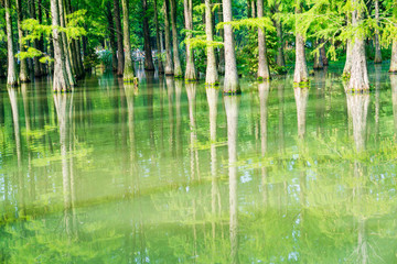 青西郊野公園水上森林