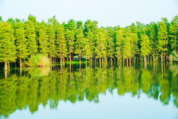青西郊野公園水上森林