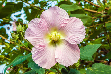 芙蓉花