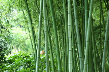 竹林