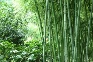 竹林