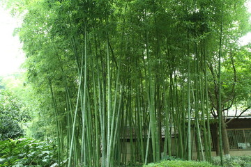竹林