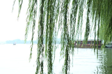 西湖柳樹