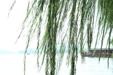 西湖柳樹