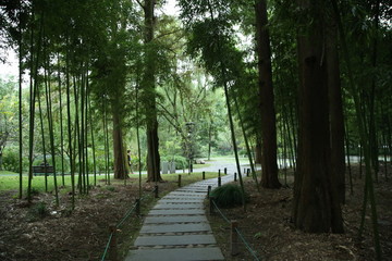 林蔭小路