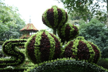 綠色植物景觀