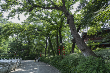 棲霞山風(fēng)光