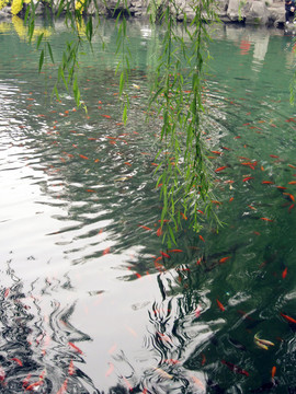 趵突泉里的魚翔淺底