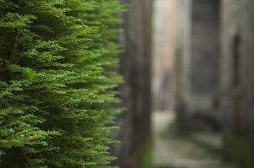 綠植背景