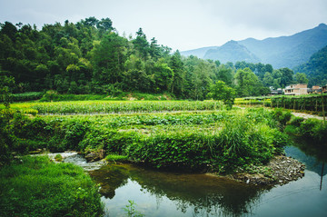 山林風光