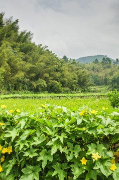 山林風(fēng)光