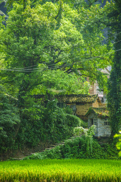 山林與小屋