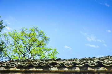 綠樹與藍天