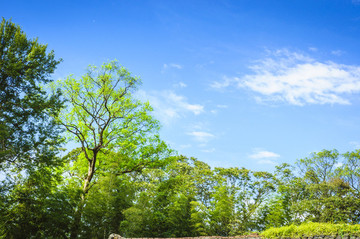 綠樹與藍天