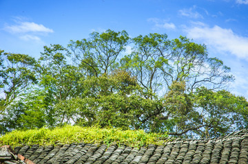 綠樹與藍(lán)天