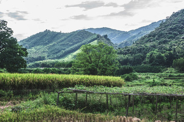 田野風(fēng)光
