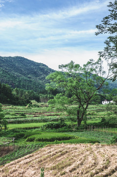 田野風(fēng)光