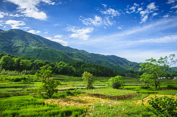 田野風(fēng)光