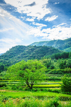 田野風(fēng)光