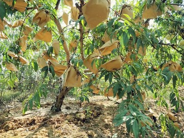 金秋時節(jié)蜜桃甜