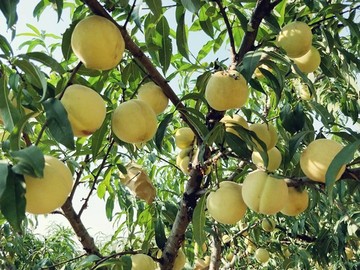 金秋時節(jié)蜜桃甜