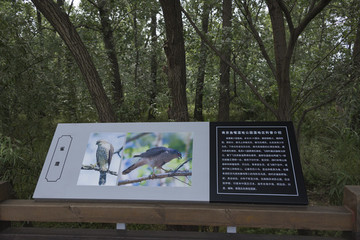 南京魚嘴濕地公園風光