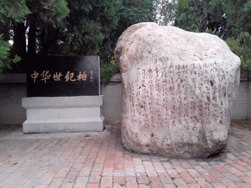 中華世紀柏