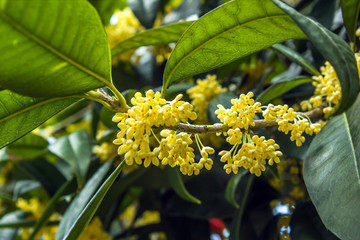 桂花