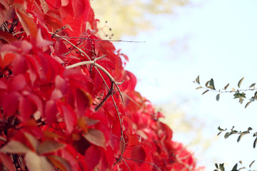 爬山虎的魅力紅色