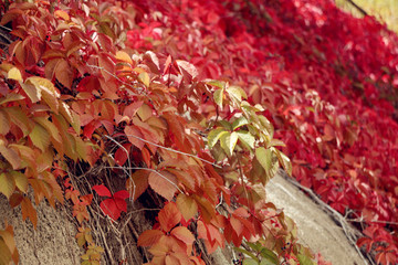 紅色妖媚爬山虎