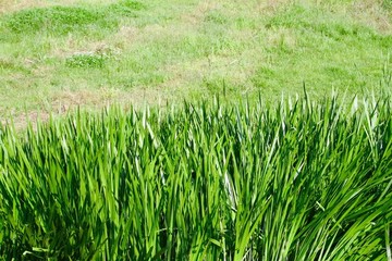 草